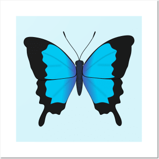 Ulysses butterfly Posters and Art